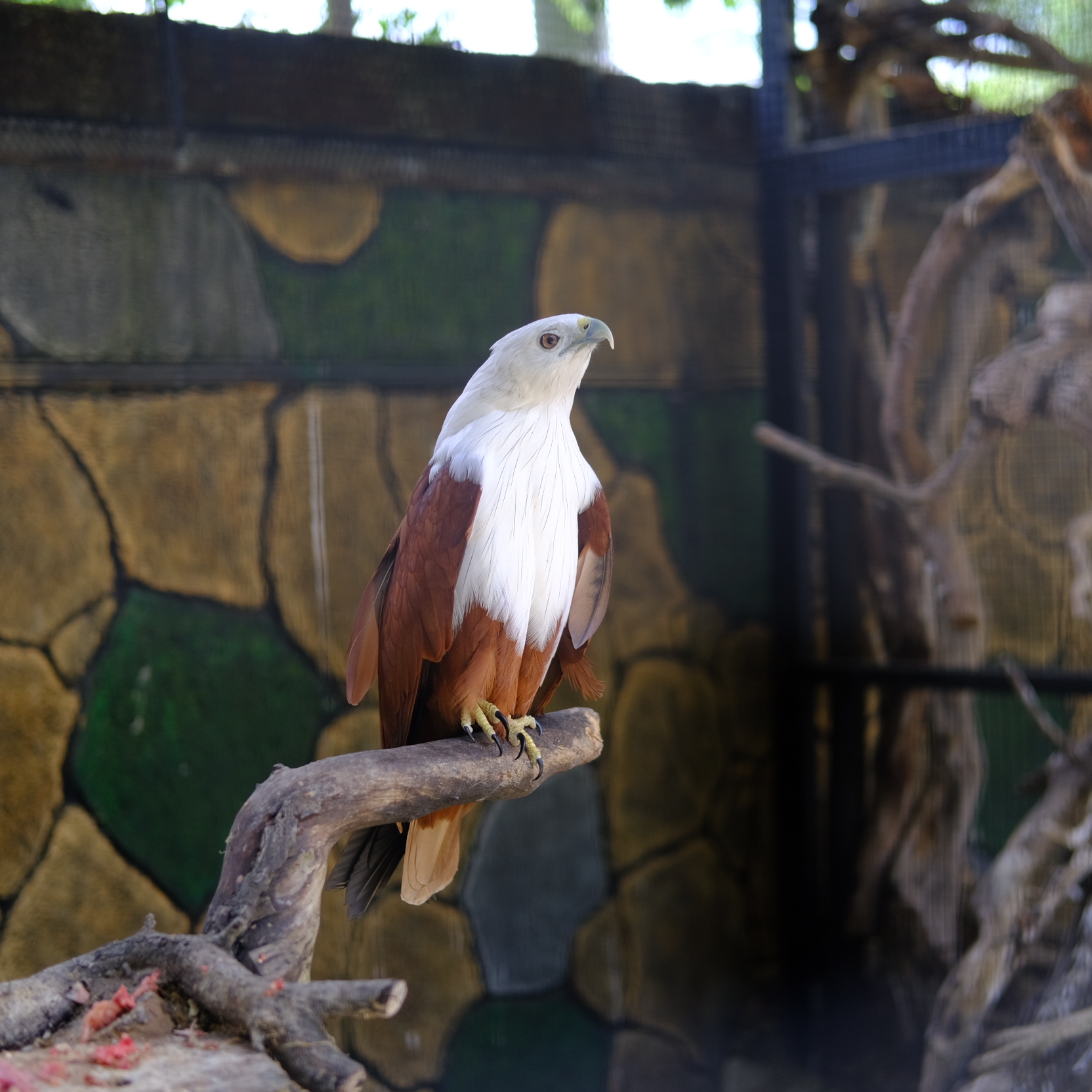 Animal 3