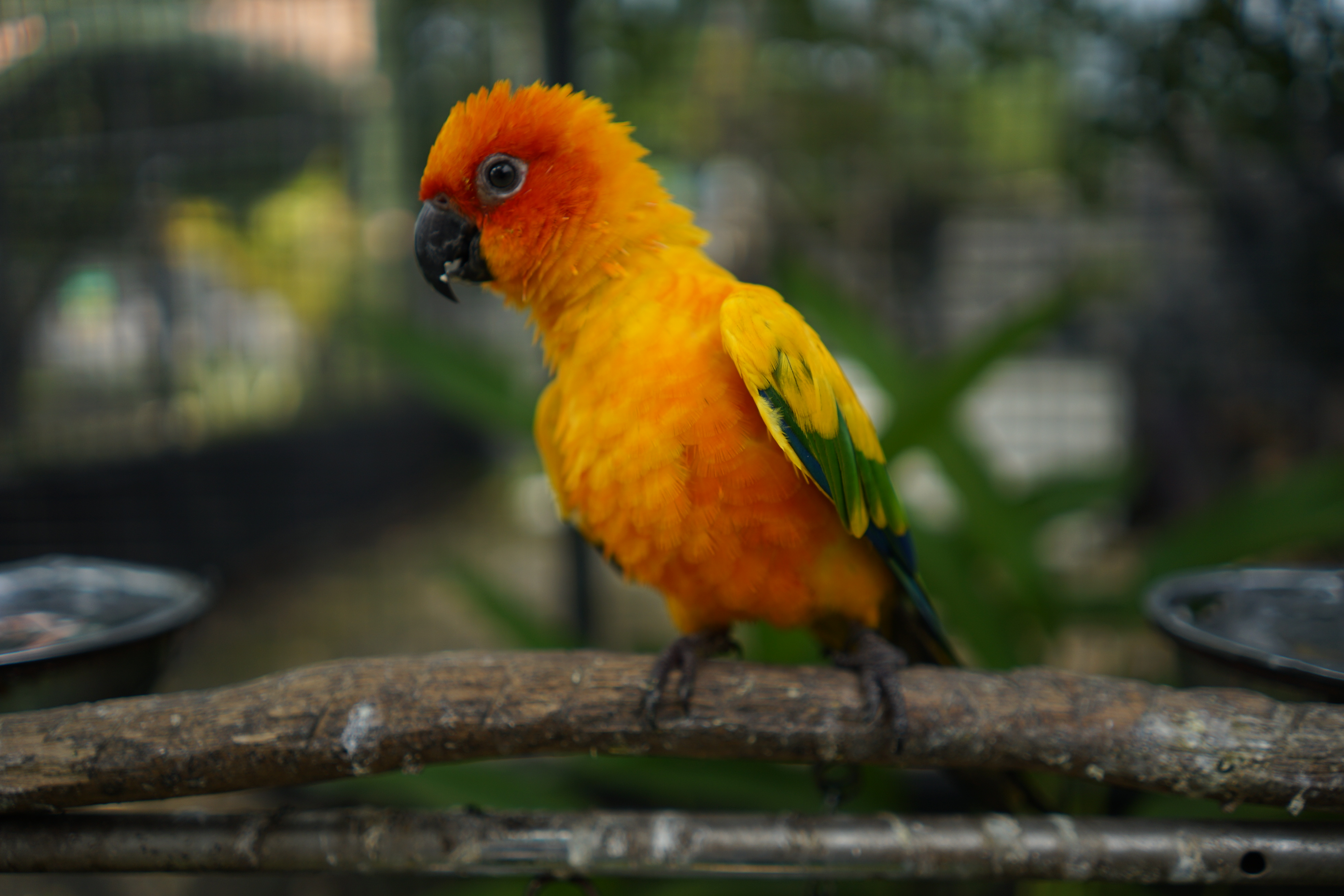 Animal 3