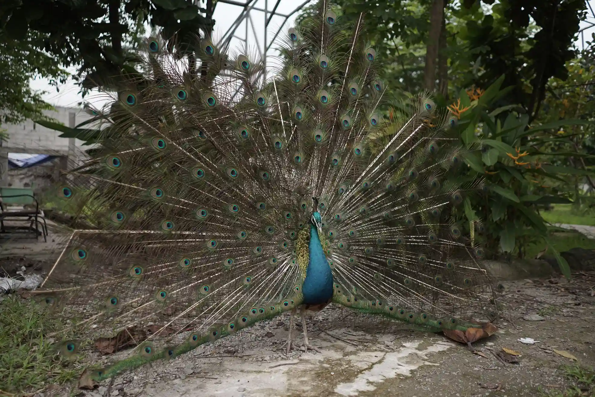 Animal 4