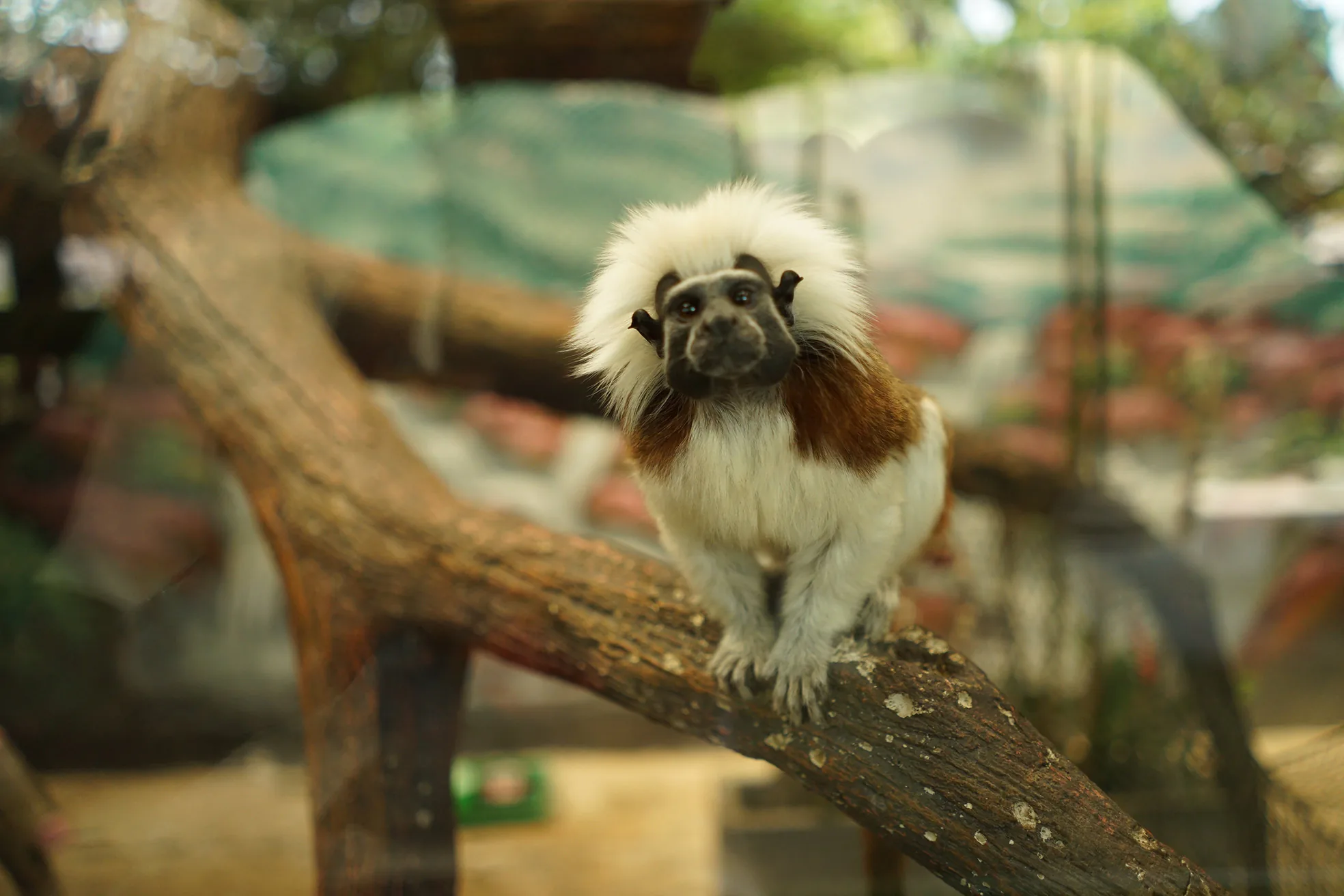Animal 1