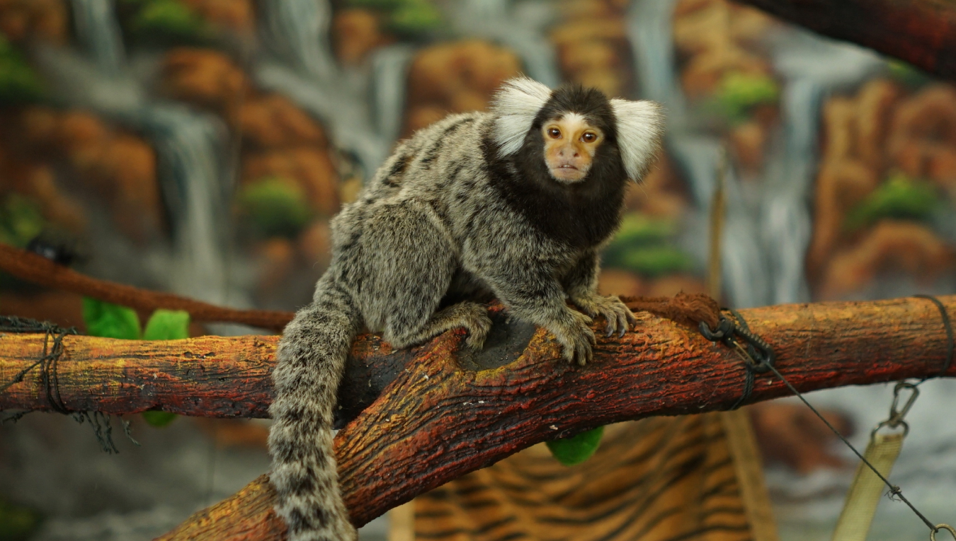 Animal 2